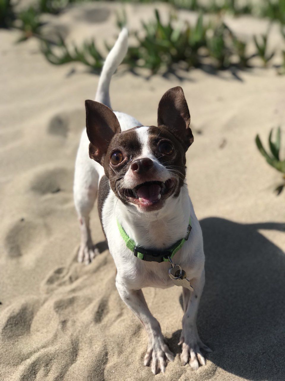 Archie